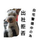 私の可愛い愛犬～お正月編～（個別スタンプ：16）