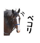 【公認】競走馬イスラボニータ【競馬】（個別スタンプ：1）