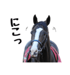 【公認】競走馬イスラボニータ【競馬】（個別スタンプ：3）