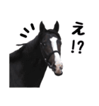 【公認】競走馬イスラボニータ【競馬】（個別スタンプ：6）