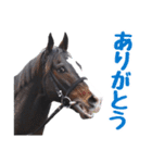【公認】競走馬イスラボニータ【競馬】（個別スタンプ：7）