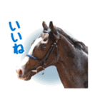 【公認】競走馬イスラボニータ【競馬】（個別スタンプ：9）