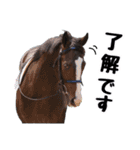 【公認】競走馬イスラボニータ【競馬】（個別スタンプ：11）