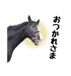 【公認】競走馬イスラボニータ【競馬】（個別スタンプ：12）