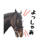 【公認】競走馬イスラボニータ【競馬】（個別スタンプ：20）