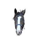 【公認】競走馬イスラボニータ【競馬】（個別スタンプ：21）