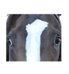 【公認】競走馬イスラボニータ【競馬】（個別スタンプ：22）