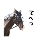 【公認】競走馬イスラボニータ【競馬】（個別スタンプ：23）