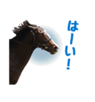 【公認】競走馬イスラボニータ【競馬】（個別スタンプ：24）