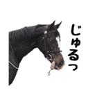 【公認】競走馬イスラボニータ【競馬】（個別スタンプ：29）