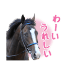 【公認】競走馬イスラボニータ【競馬】（個別スタンプ：31）