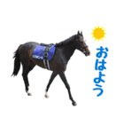【公認】競走馬イスラボニータ【競馬】（個別スタンプ：33）