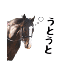 【公認】競走馬イスラボニータ【競馬】（個別スタンプ：34）