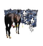 【公認】競走馬イスラボニータ【競馬】（個別スタンプ：40）