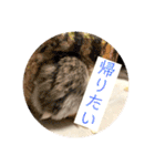 うちのハムたん モカくん編（個別スタンプ：3）