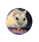 うちのハムたん モカくん編（個別スタンプ：12）