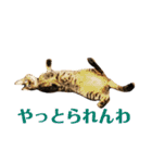 壁太郎と屋根次郎（個別スタンプ：20）