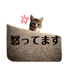 壁太郎と屋根次郎（個別スタンプ：21）