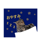 ねこースタンプ8（個別スタンプ：4）
