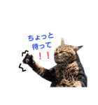 ねこースタンプ8（個別スタンプ：8）
