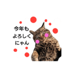 ねこースタンプ8（個別スタンプ：9）