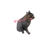 ねこースタンプ8（個別スタンプ：11）