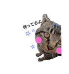 ねこースタンプ8（個別スタンプ：12）