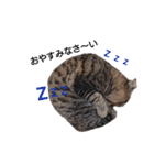 ねこースタンプ8（個別スタンプ：16）