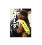 わが家のりくです。（個別スタンプ：7）