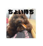 わが家のりくです。（個別スタンプ：9）