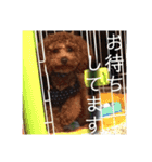 わが家のりくです。（個別スタンプ：12）
