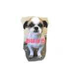 動物病院に行ったら（個別スタンプ：1）