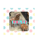 動物病院に行ったら（個別スタンプ：4）