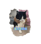 動物病院に行ったら（個別スタンプ：6）