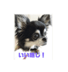 動物病院に行ったら（個別スタンプ：7）