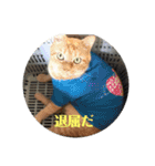動物病院に行ったら（個別スタンプ：8）