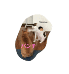 動物病院に行ったら（個別スタンプ：9）