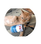 動物病院に行ったら（個別スタンプ：12）