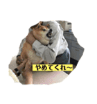 動物病院に行ったら（個別スタンプ：13）