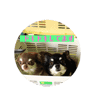 動物病院に行ったら（個別スタンプ：14）