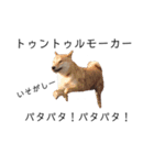 沖縄犬ダビデのウチナーぐちスタンプ（個別スタンプ：15）