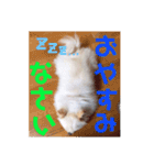 chaM☆すたんぷ（個別スタンプ：11）
