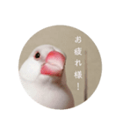 あきさく（個別スタンプ：3）