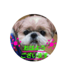 シーズーの翔太スタンプ3（個別スタンプ：3）