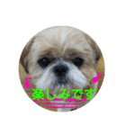 シーズーの翔太スタンプ3（個別スタンプ：7）