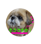 シーズーの翔太スタンプ3（個別スタンプ：8）
