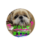 シーズーの翔太スタンプ3（個別スタンプ：13）