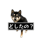 大人になった黒柴てつ（個別スタンプ：18）