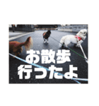 我が家のエンジェルズ2（個別スタンプ：18）