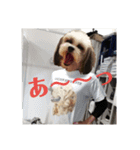 犬人間9（個別スタンプ：19）